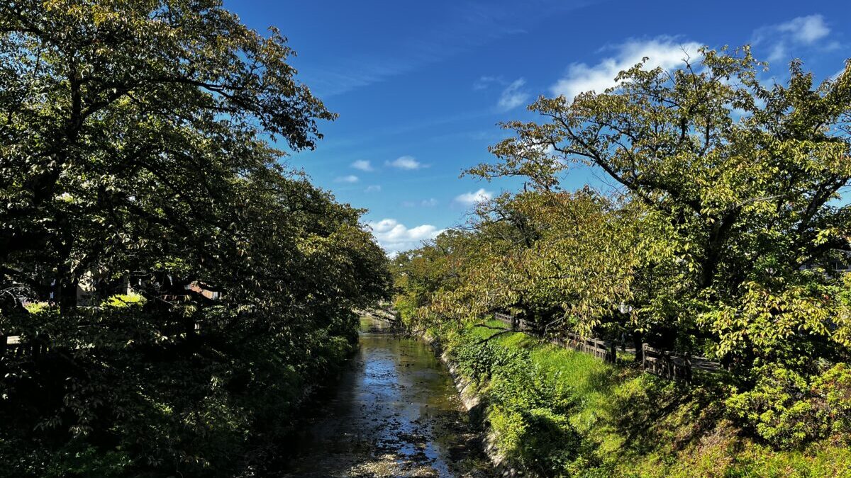 松川べりの桜並木